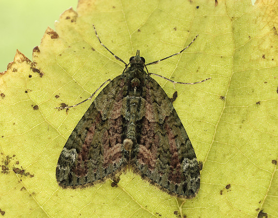 70.095 BF1760 Red-green Carpet Chloroclysta siterata