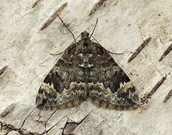 70.097 BF1764 Common Marbled Carpet Dysstroma truncata