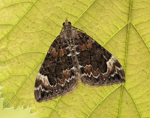 70.098 BF1762 Dark Marbled Carpet Dysstroma citrata