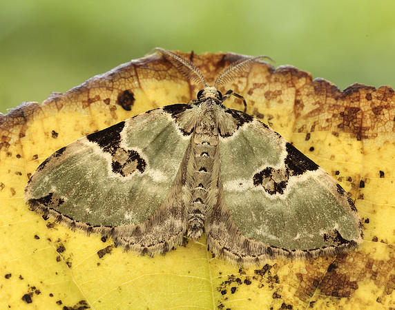 70.100 BF1776 Green Carpet Colostygia pectinataria