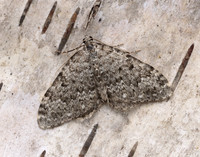 70.102 BF1753 Striped Twin-spot Carpet Coenotephria salicata