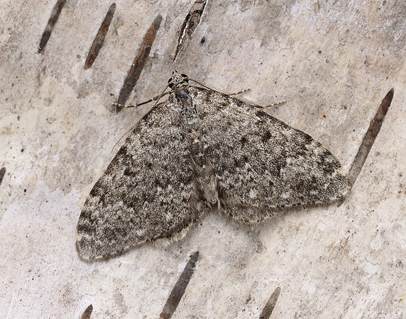 70.102 BF1753 Striped Twin-spot Carpet Coenotephria salicata
