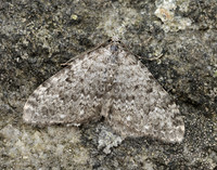 70.102 BF1753 Striped Twin-spot Carpet Coenotephria salicata