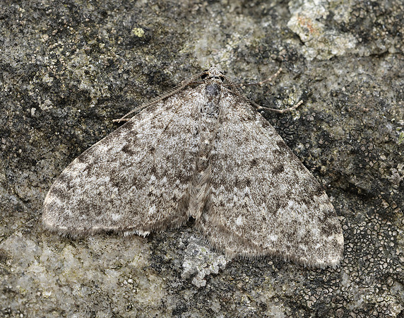 70.102 BF1753 Striped Twin-spot Carpet Coenotephria salicata