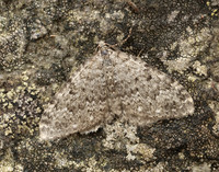70.102 BF1753 Striped Twin-spot Carpet Coenotephria salicata