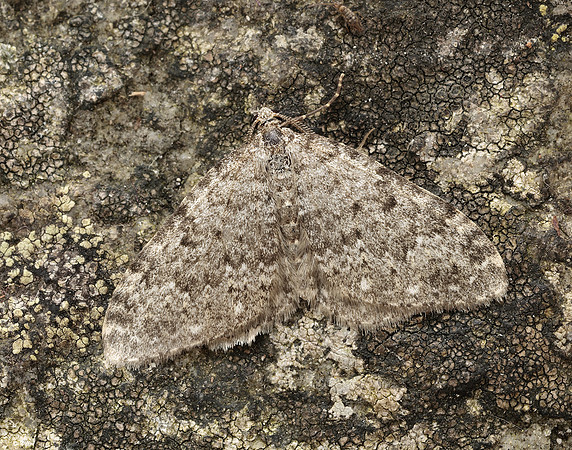 70.102 BF1753 Striped Twin-spot Carpet Coenotephria salicata