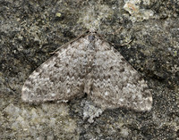 70.102 BF1753 Striped Twin-spot Carpet Coenotephria salicata