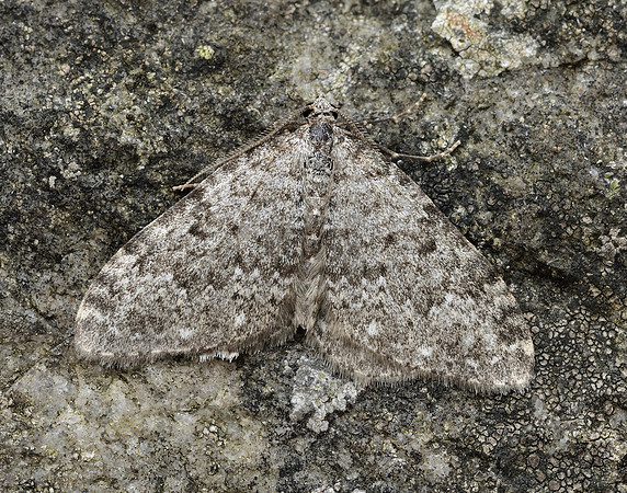 70.102 BF1753 Striped Twin-spot Carpet Coenotephria salicata