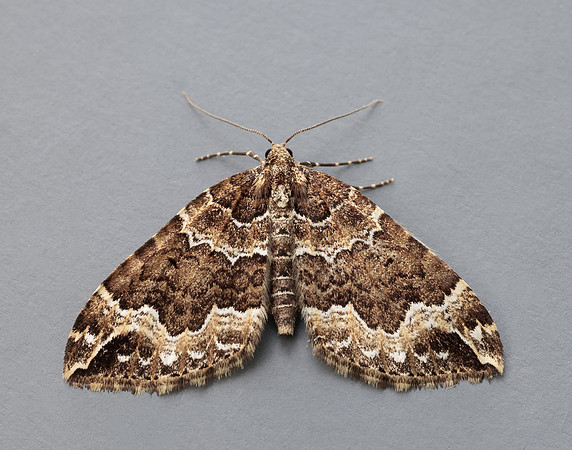 70.103 BF1750 Water Carpet Lampropteryx suffumata