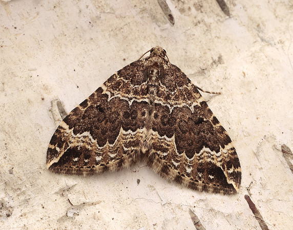 70.103 BF1750 Water Carpet Lampropteryx suffumata