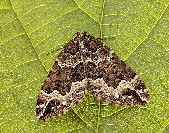 70.103 BF1750 Water Carpet Lampropteryx suffumata