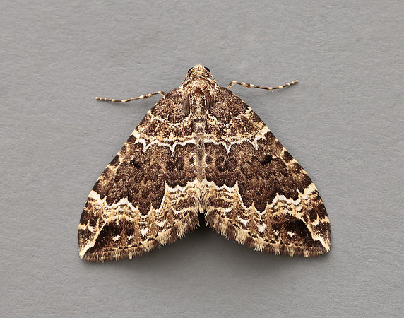 70.103 BF1750 Water Carpet Lampropteryx suffumata