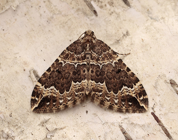 70.103 BF1750 Water Carpet Lampropteryx suffumata
