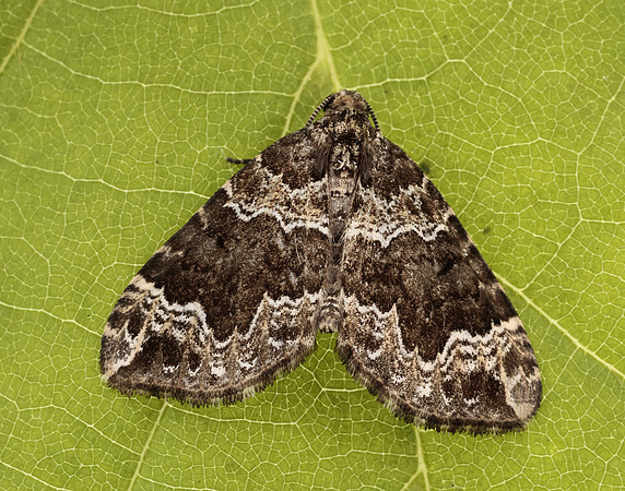 70.104 BF1751 Devon Carpet Lampropteryx otregiata