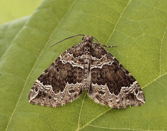 70.104 BF1751 Devon Carpet Lampropteryx otregiata