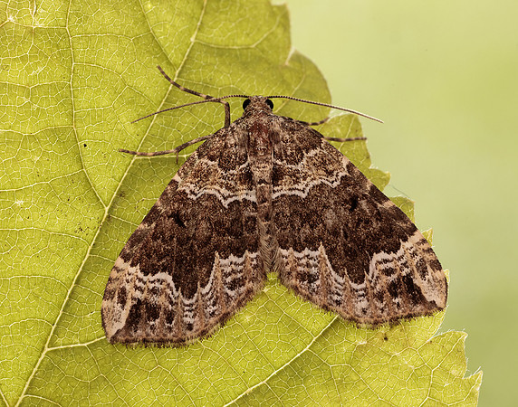 70.104 BF1751 Devon Carpet Lampropteryx otregiata