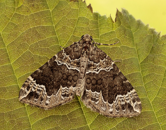 70.104 BF1751 Devon Carpet Lampropteryx otregiata