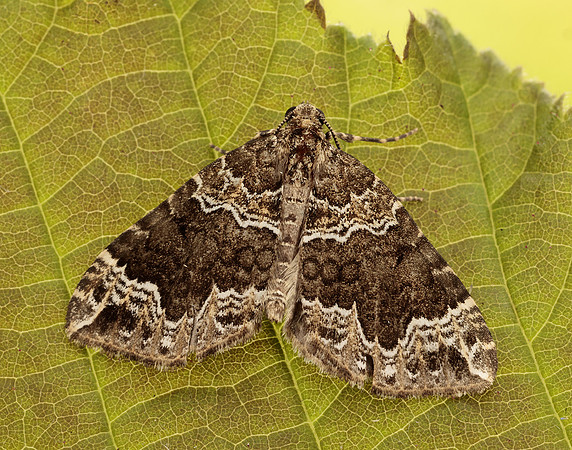 70.104 BF1751 Devon Carpet Lampropteryx otregiata