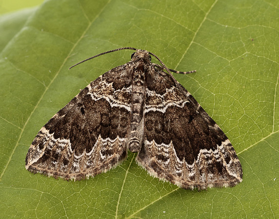 70.104 BF1751 Devon Carpet Lampropteryx otregiata