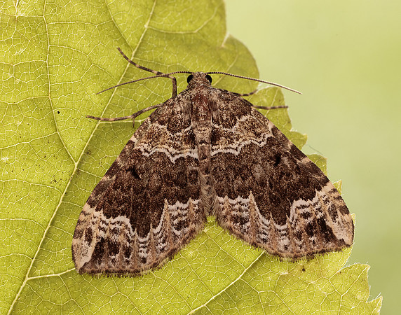 70.104 BF1751 Devon Carpet Lampropteryx otregiata