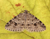 70.115 BF1873 Welsh Wave Venusia cambrica