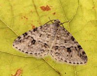 70.115 BF1873 Welsh Wave Venusia cambrica