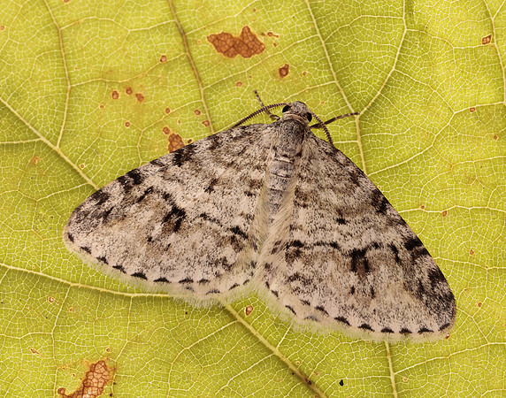 70.115 BF1873 Welsh Wave Venusia cambrica