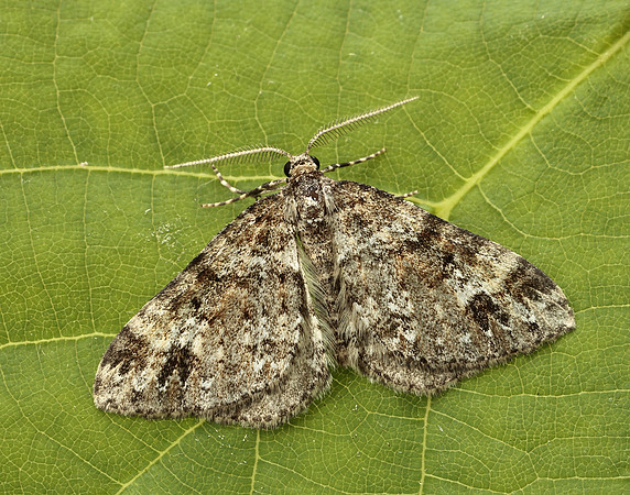 70.131 BF1809 Twin-spot Carpet Mesotype didymata