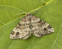 70.131 BF1809 Twin-spot Carpet Mesotype didymata