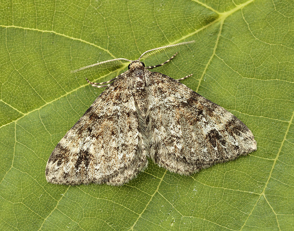 70.131 BF1809 Twin-spot Carpet Mesotype didymata