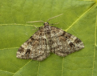 70.131 BF1809 Twin-spot Carpet Mesotype didymata