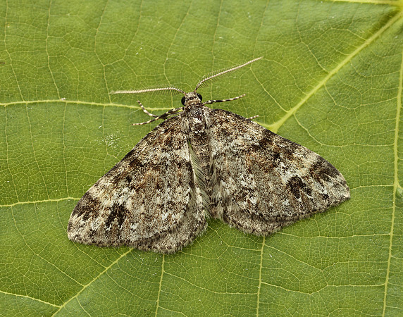 70.131 BF1809 Twin-spot Carpet Mesotype didymata