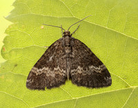 70.133 BF1803 Small Rivulet Perizoma alchemillata