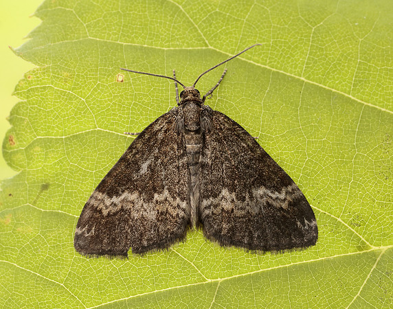 70.133 BF1803 Small Rivulet Perizoma alchemillata
