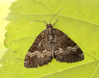 70.133 BF1803 Small Rivulet Perizoma alchemillata