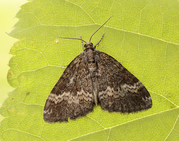 70.133 BF1803 Small Rivulet Perizoma alchemillata