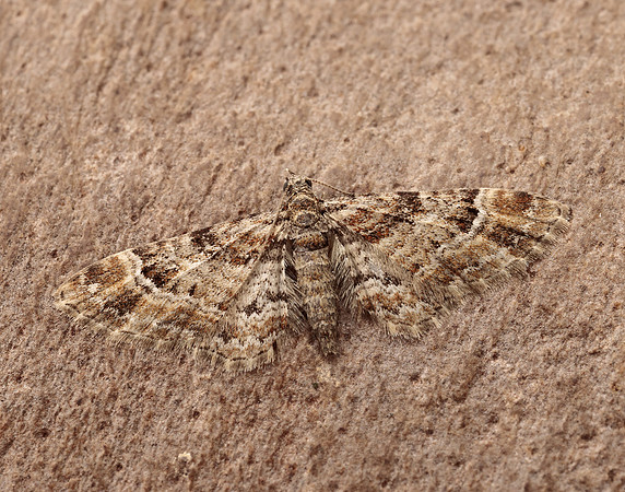 70.141 BF1862 Double-striped Pug Gymnoscelis rufifasciata