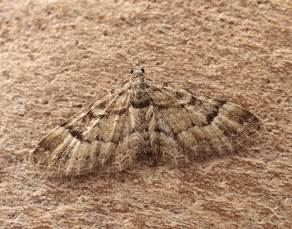 70.141 BF1862 Double-striped Pug Gymnoscelis rufifasciata