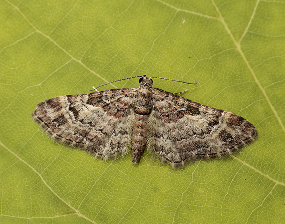 70.141 BF1862 Double-striped Pug Gymnoscelis rufifasciata