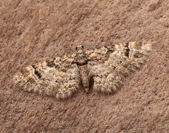 70.141 BF1862 Double-striped Pug Gymnoscelis rufifasciata