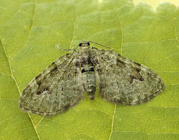 70.142 BF1858 V-Pug Chloroclystis v-ata