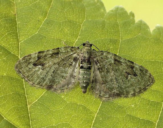 70.142 BF1858 V-Pug Chloroclystis v-ata