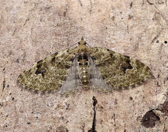 70.142 BF1858 V-Pug Chloroclystis v-ata