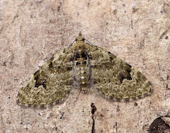 70.142 BF1858 V-Pug Chloroclystis v-ata
