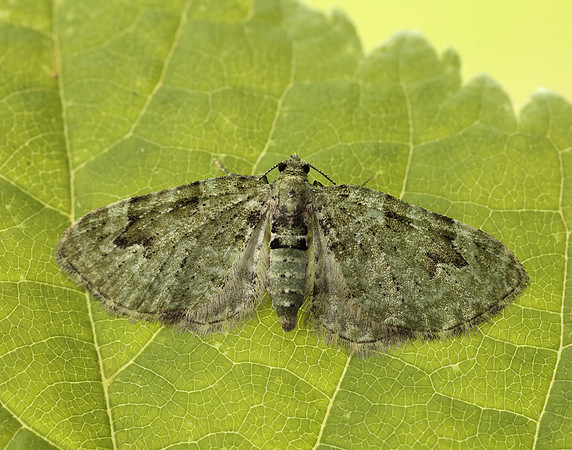 70.142 BF1858 V-Pug Chloroclystis v-ata