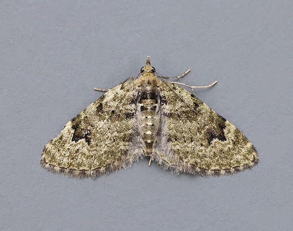 70.142 BF1858 V-Pug Chloroclystis v-ata