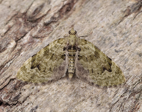 70.142 BF1858 V-Pug Chloroclystis v-ata