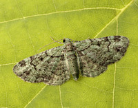 70.144 BF1860 Green Pug Pasiphila rectangulata
