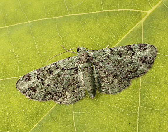 70.144 BF1860 Green Pug Pasiphila rectangulata