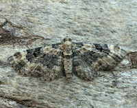 70.151 BF1817 Foxglove Pug Eupithecia pulchellata